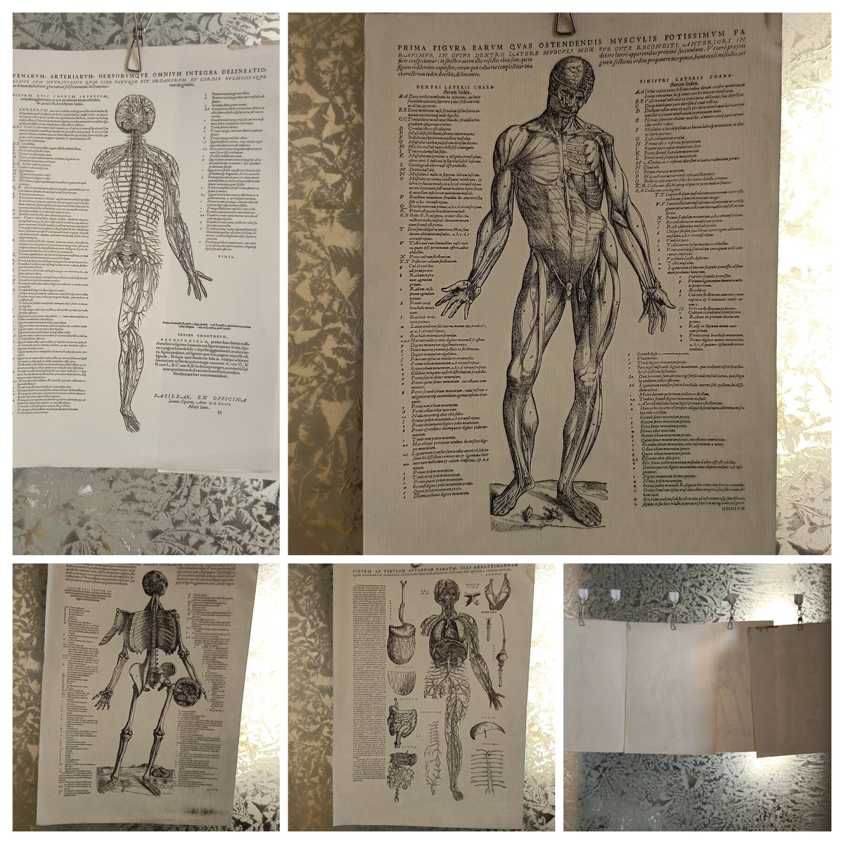 4 Tavole Anatomiche Andrea Vesalio Riproduzioni