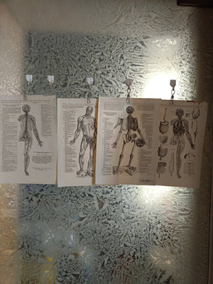 4 Tavole Anatomiche Andrea Vesalio Riproduzioni