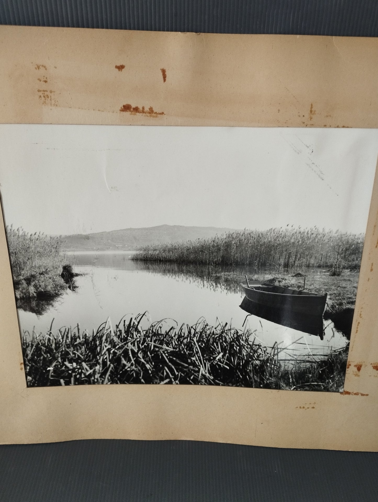 Photograph "Among the reeds" Carabelli Carlo 1950s