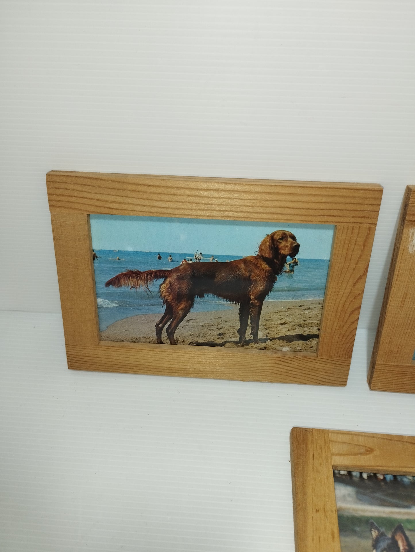 Cani Collezione 5 Quadretti Con Cartoline Vintage