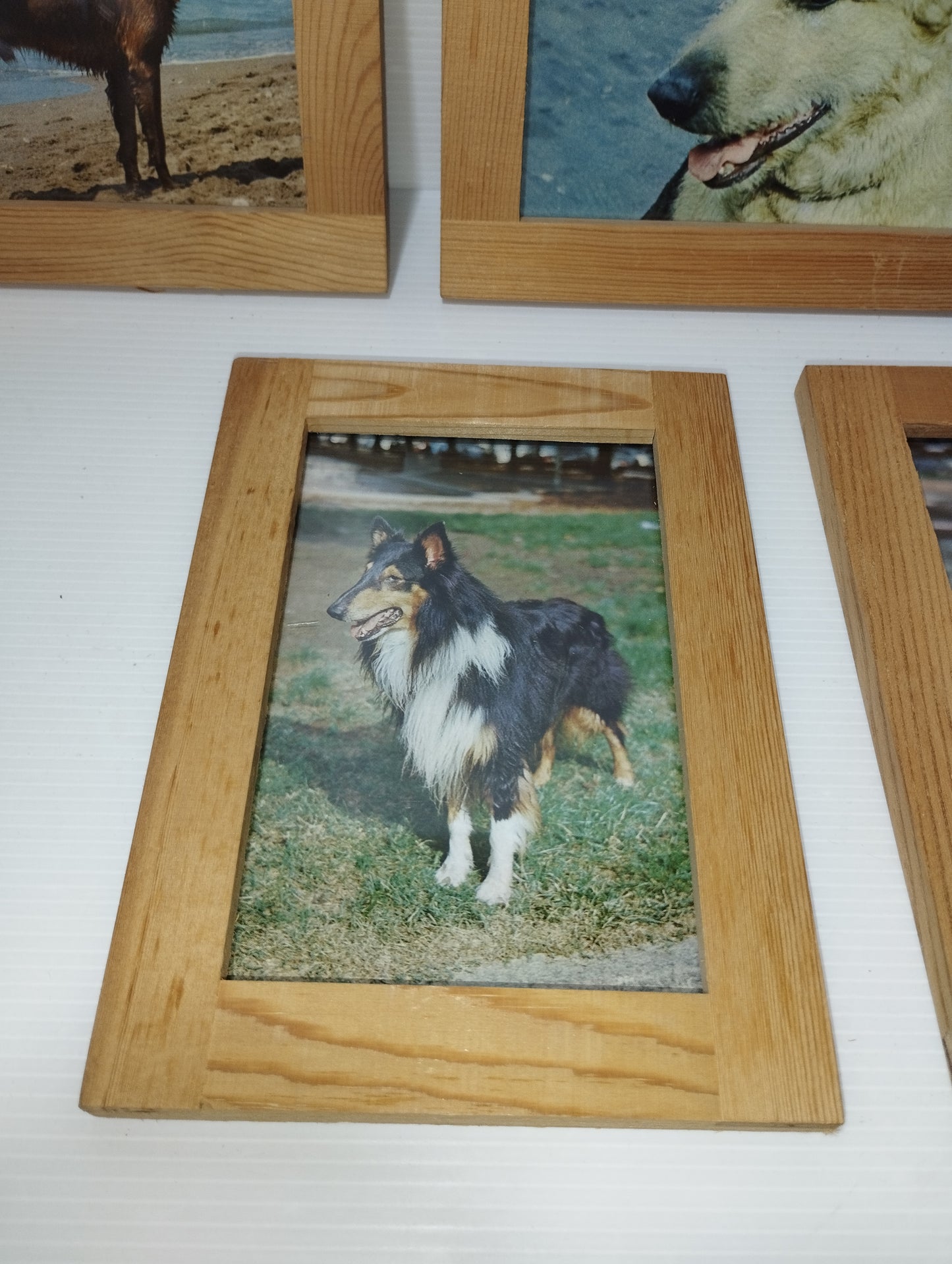 Cani Collezione 5 Quadretti Con Cartoline Vintage