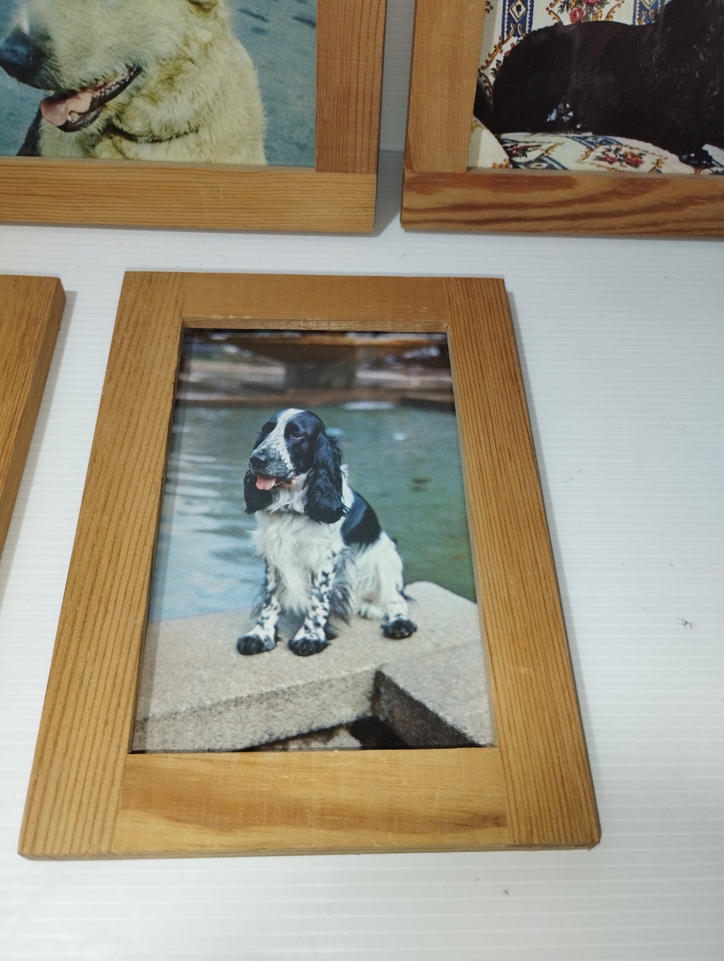 Cani Collezione 5 Quadretti Con Cartoline Vintage