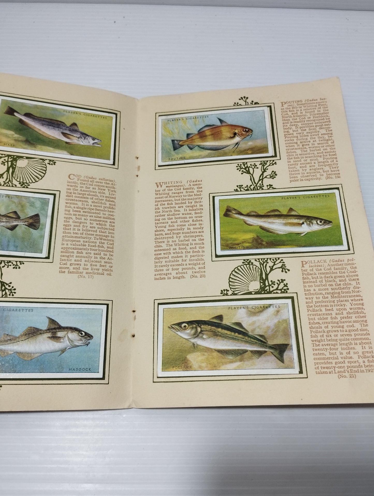 Sea Fishes  Antico Album Figurine Prodotto da John Player &Sons Cigarettes
Great Britains