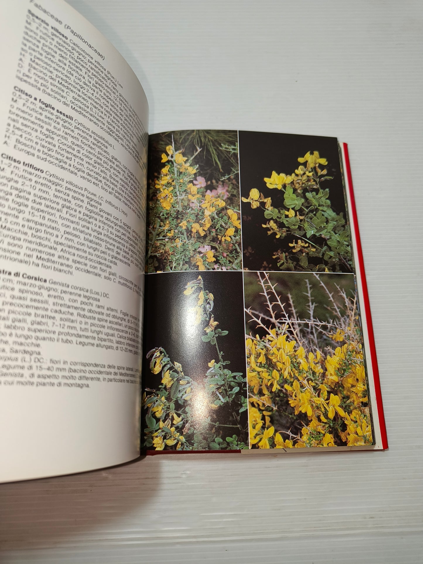 Libro La Flora Mediterranea DeAgostini anni 90