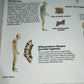 Spinal Column Anatomy and Pathology Stampa Su Tela misure 50 X 70 circa