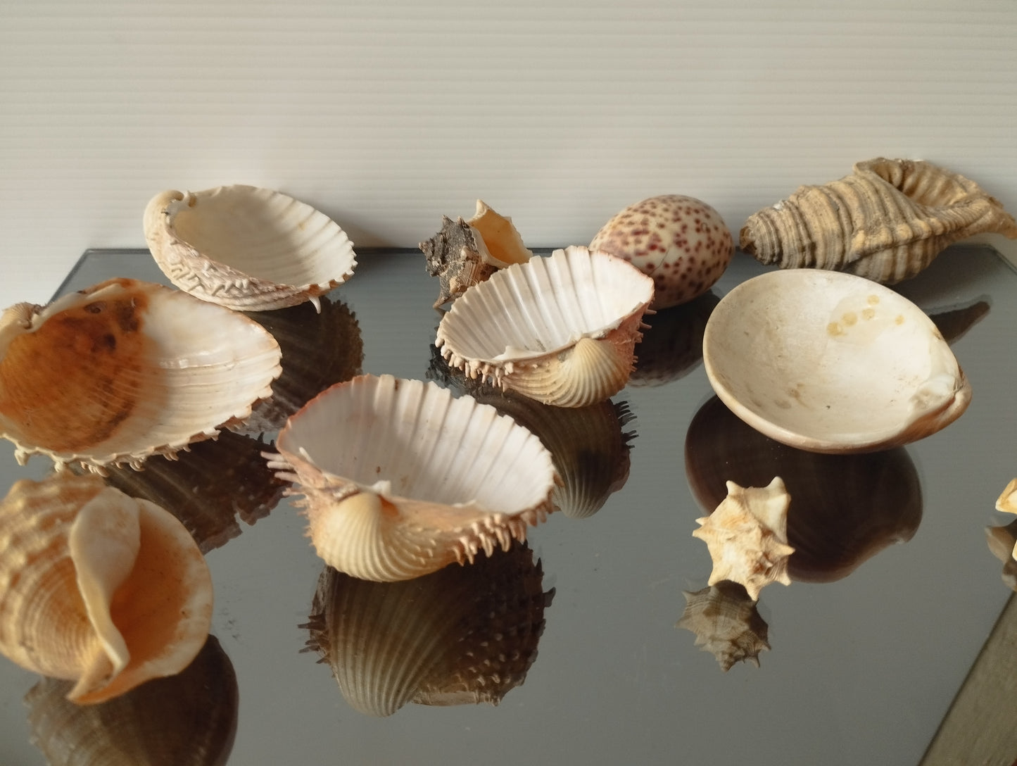 Lotto Conchiglie Vintage