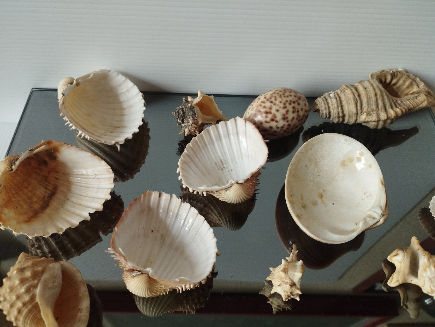 Lotto Conchiglie Vintage