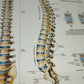 Spinal Column Anatomy and Pathology Stampa Su Tela misure 50 X 70 circa