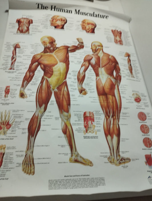 The Human Musculature Stampa Su Tela misure 50 X 70 circa
