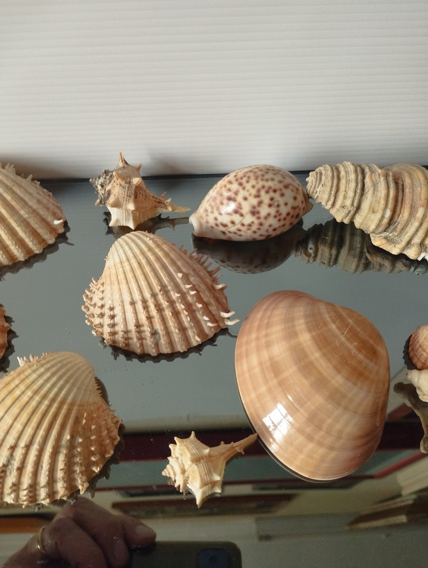 Lotto Conchiglie Vintage