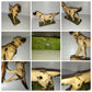 Scultura Di Cane Mario Foschi Vintage