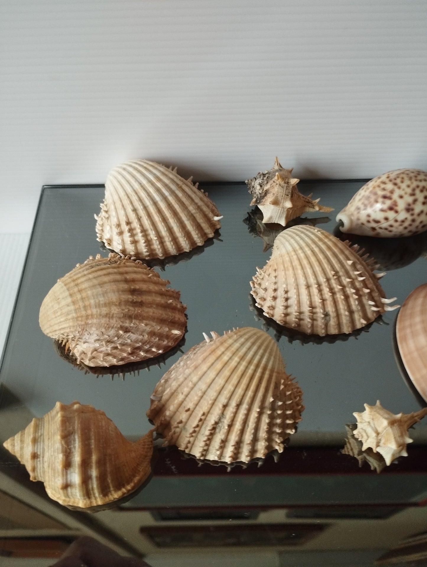 Lotto Conchiglie Vintage