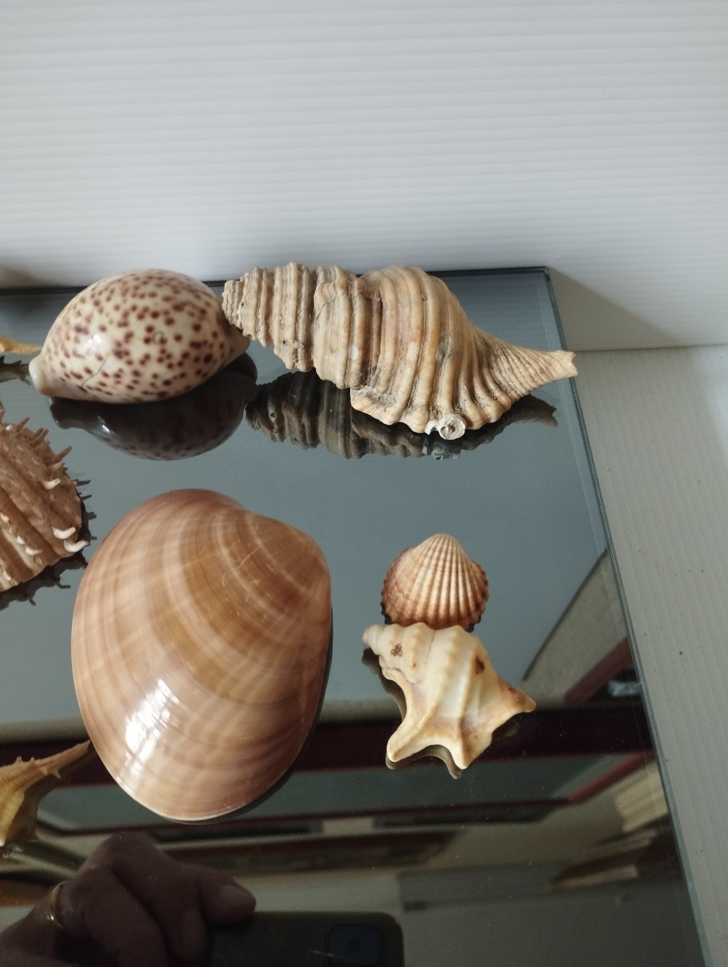 Lotto Conchiglie Vintage