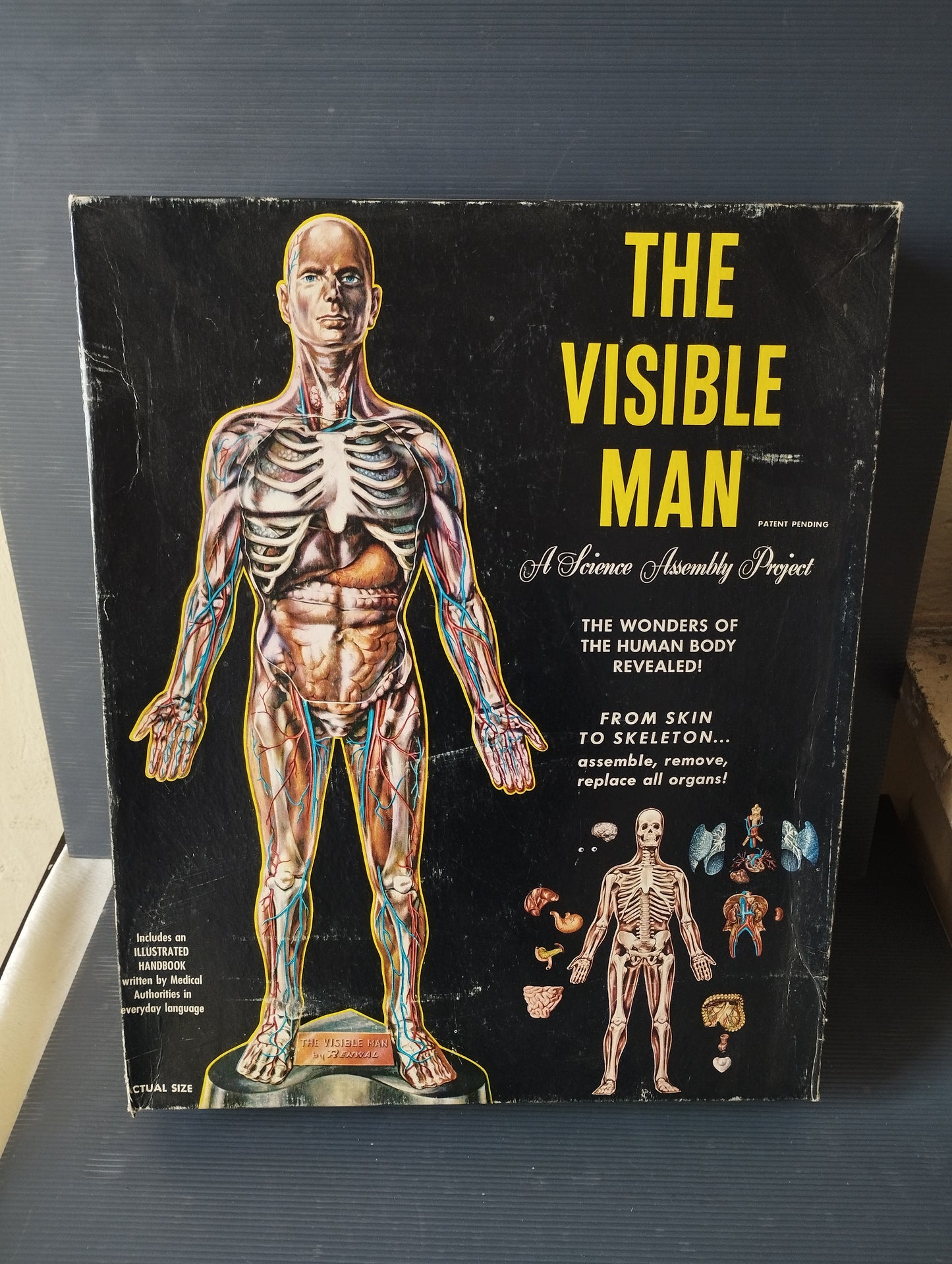 The Visibile Man"

Gioco Didattico prodotto negli anni 50 da Renwal

Made in USA