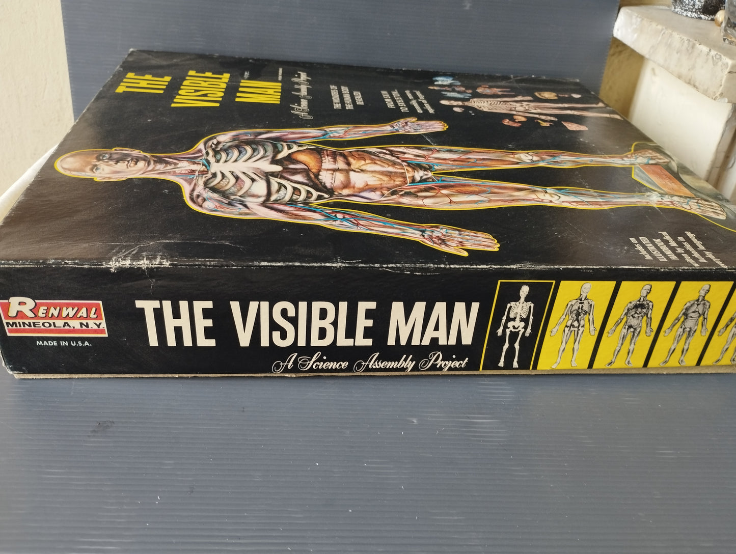 The Visibile Man"

Gioco Didattico prodotto negli anni 50 da Renwal

Made in USA